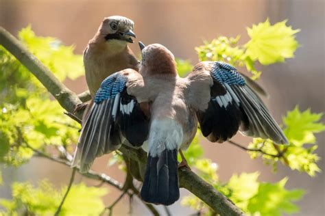 Eurasian Jay Garrulus Glandarius Identification And Guide