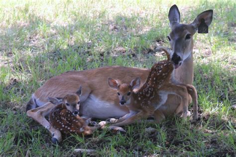 Deer Photos – Fawns