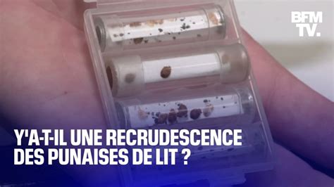 Y A T Il Une Recrudescence Des Punaises De Lit En France