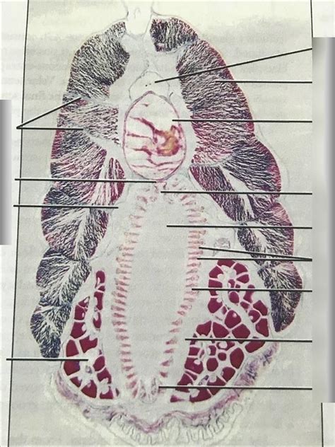 Amphioxus Transverse Anatomy Diagram | Quizlet