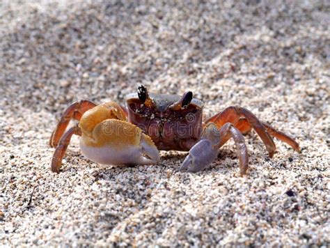 Crab On The Beach Stock Image Image Of Alert Eyes Travel 34265781