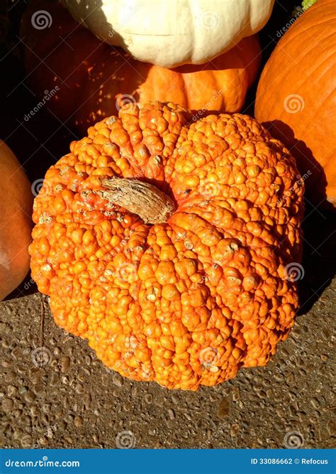 Bumpy Pumpkin stock photo. Image of gourd, pumpkin, autumn - 33086662