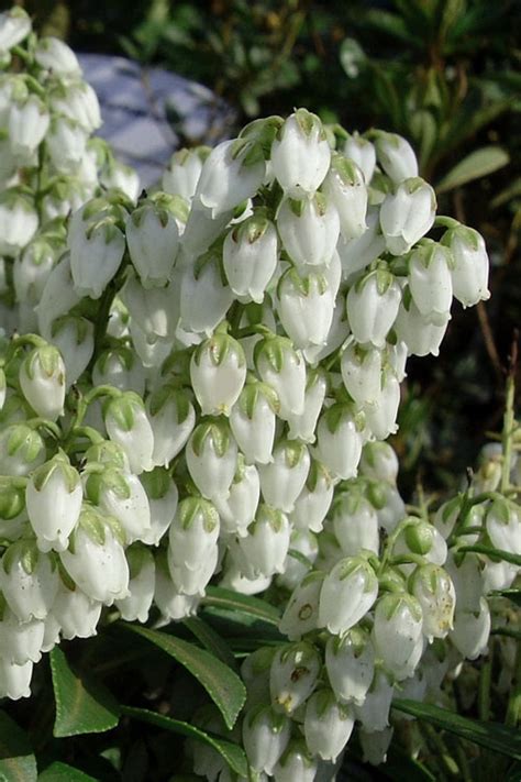 Buy Cavatine Dwarf Pieris Japonica Free Shipping Wilson Bros