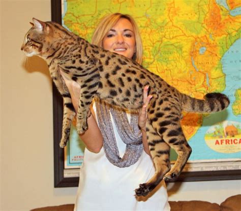 Joomah - 11% Serval | Select Exotics - Savannah Cats