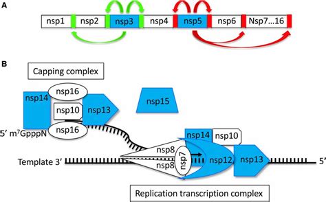 Coronavirus Non Structural Proteins Nsps A The N Terminal Region