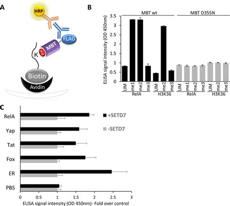 Elisa Based Assay For Detection Of Methylated Peptides A Schematic Download Scientific