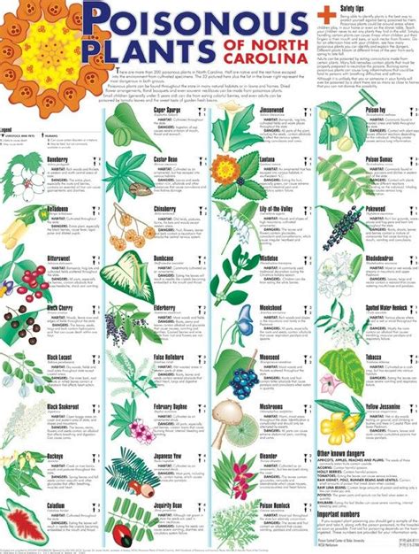 North American Plants Chart