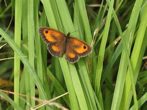 Guide To British Butterfly Identification Uk Hubpages