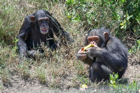 Help Baran A Four Year Old Chimpanzee Globalgiving