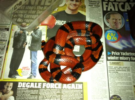 SE England Breeding snakes for sale! Sand boas, pine snakes, milk ...