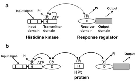 General Model Of Two Component Systems A The Prototypical