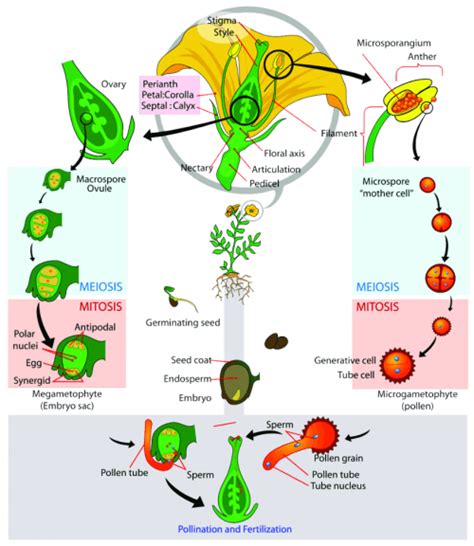 Meiosis And Alternation Of Generations Biology Online Tutorial