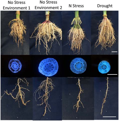 Frontiers Should Root Plasticity Be A Crop Breeding Target