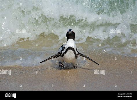 An Endangered African Penguin Spheniscus Demersus Running On Beach