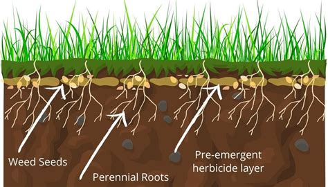 Pre Emergent Herbicides For Weed Control Shop Pre Emergent Herbicide Products Solutions Pest