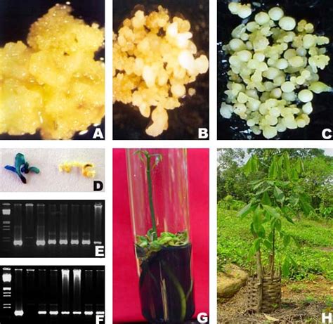 Rubber Propagation Via Somatic Embryogenesis A Callus Initiation