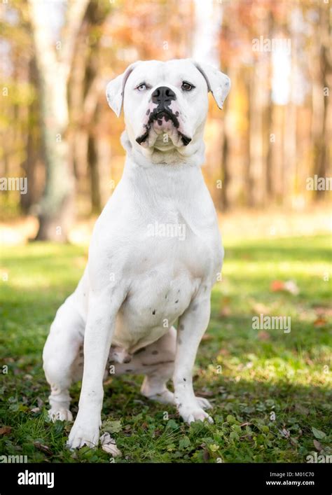 Portrait of a white American Bulldog with heterochromia, one blue eye ...