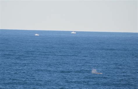 Gray whale migration passing by Monterey – Loyalty Traveler