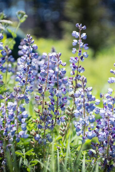 Maine's True Lupine | Coastal Maine Botanical Gardens