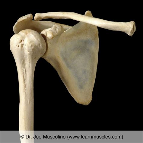 Shoulder (Glenohumeral) Joint - Learn Muscles