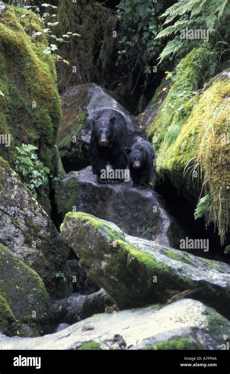 Usa Alaska Anan Creek Black Bear Mother And Cub Ursus Americanus