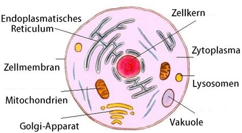 Zellorganellen einfach erklärt Funktion Aufbau Aufgaben