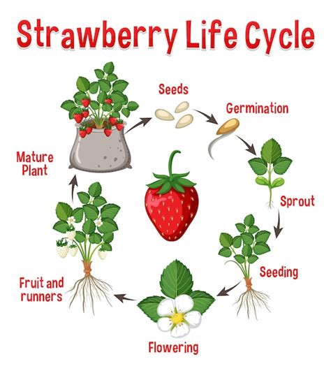 Premium Vector Life Cycle Of Strawberry Diagram 13395 The Best Porn