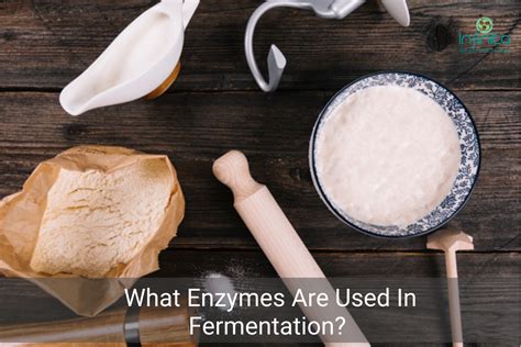 The Uses Of Enzymes In Fermentation Infinita Biotech