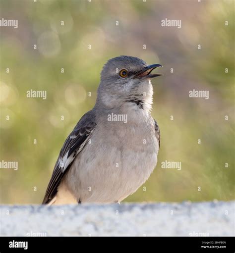 Northern Mockingbird Singing For A Mate Stock Photo Alamy