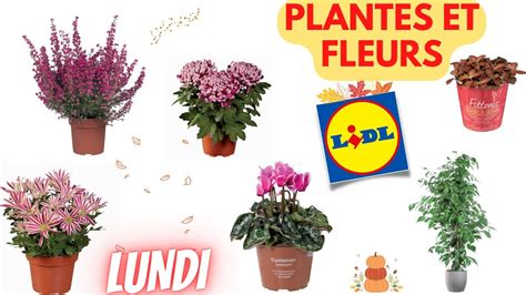 Arrivage Lidl Plantes Et Fleurs Octobre Offres