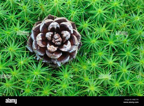 Unveiling The Wonders Of Polytrichum A Fascinating Moss With Unique