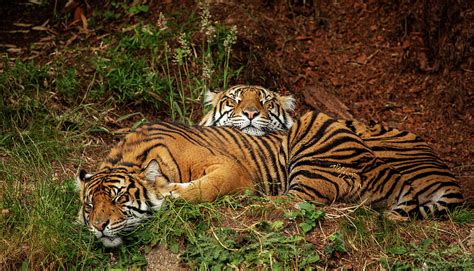 Sleeping Tigers Photograph by Bob Cournoyer - Fine Art America