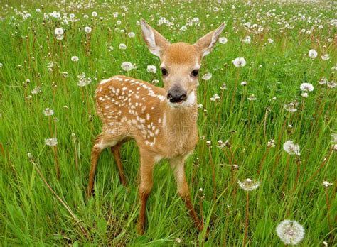 Cute Baby Deer Stock Photo Image Of Tiny Canadian Deer 15994712