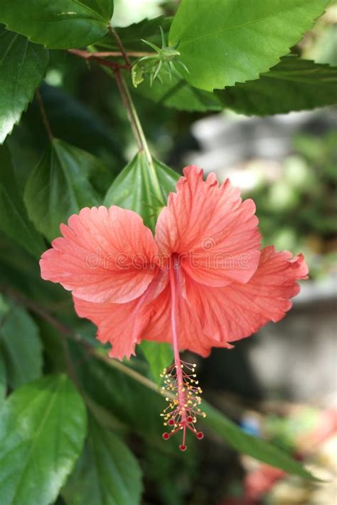 Flor Roja Del Syriacus Del Hibisco Imagen De Archivo Imagen De Floral