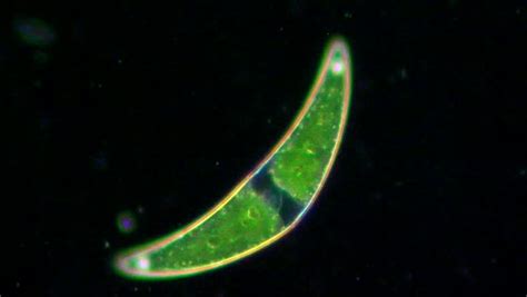 Live Green Closterium Alga Under Microscope Magnification 400x Stock