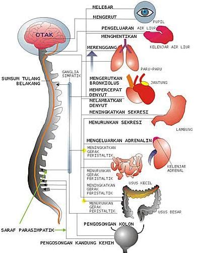 Maria Poppy S Blog Saraf Dalam Sistem Pencernaan