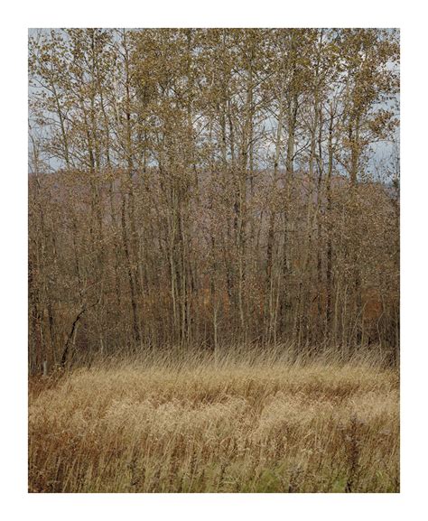 Aspens Canaan Valley Nwr Mark Muse Photographs