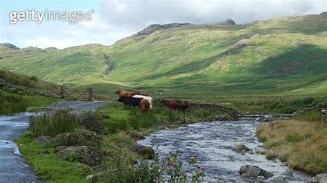 Landschaft Mit Rindern Im Norden Englands