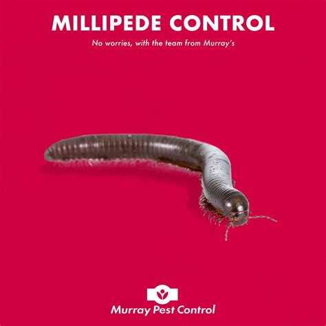 Millipede Control and Treatment By Murrays of Adelaide