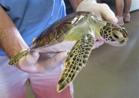 Sea Turtle RESCUE & Rehabilitation – Sea Turtle, Inc