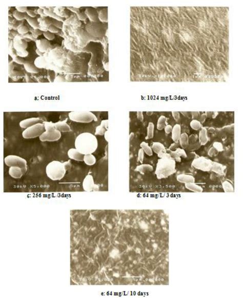 Scanning Electron Micrographs Of C Tropicalis Biofilm After Different