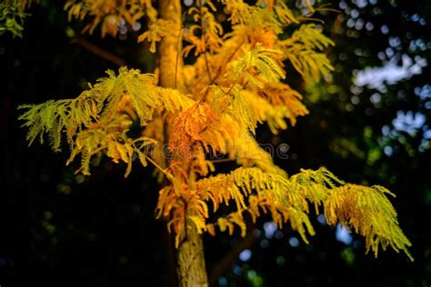 Metasequoia Glyptostroboides Stock Image - Image of flower, metasequoia ...