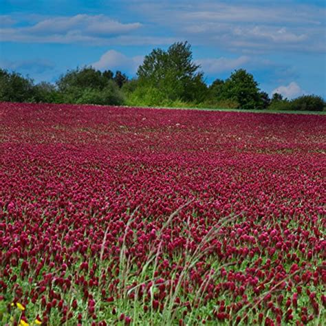 How To Choose The Best Summer Cover Crops For Your Garden