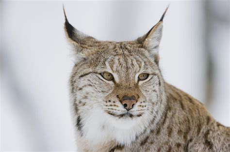 Eurasian Lynx In Winter Norway Photograph By Roger Eritja