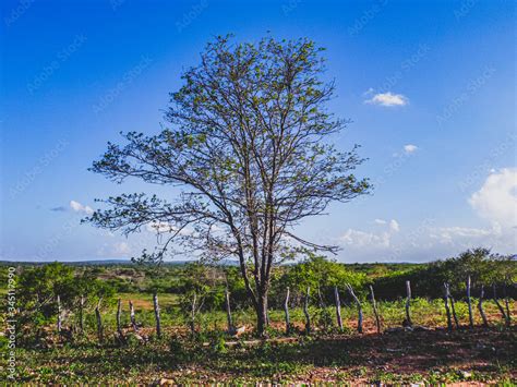 Imagem De Uma Regi O Rural No Sert O Do Cariri Conta A Caatinga