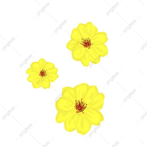 Yellow Apricot Flower White Transparent Yellow Apricot Flowers Yellow