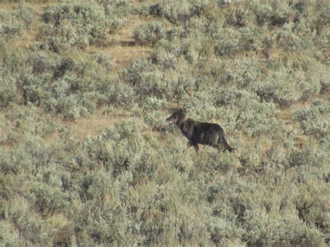 Lamar Valley Safari Vandretur Med Frokost GetYourGuide