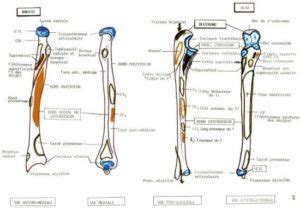 Anatomie Et Pathologie Du Membre Sup Rieur Mon Bloc Op Ratoire