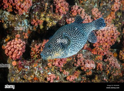 Guineafowl Puffer Arothron Meleagris La Paz Baja California Sur