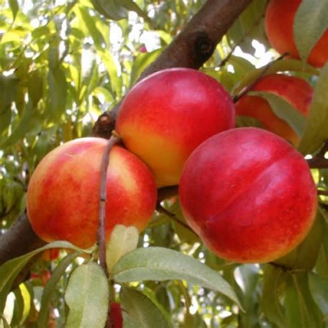 Саженцы нектарина Фантазия - Питомник СултанСад